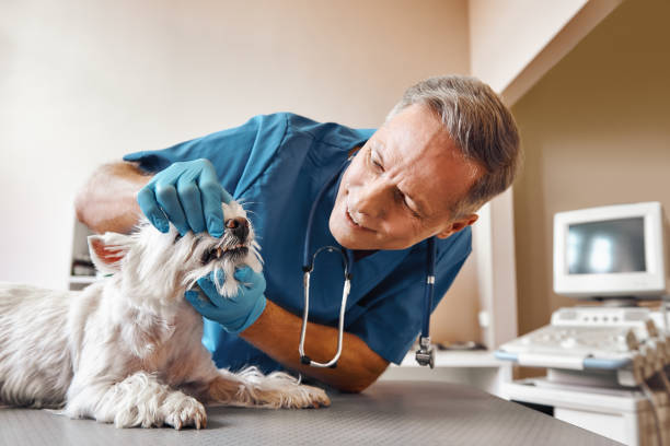 Best 24-Hour Emergency Dental Care in Williamson, AZ